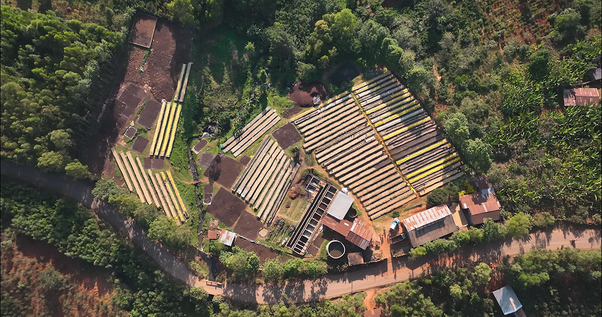 エチオピアのコーヒー農園の様子(提供:大西克直)